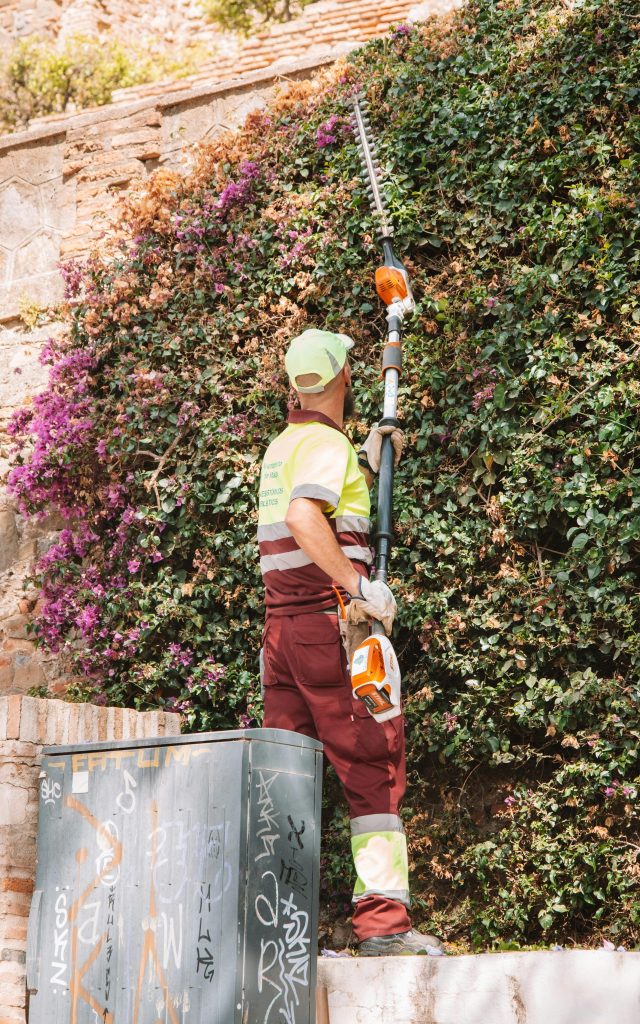 Ein Mann schneidet mit einer Heckenschere Efeu an einer Mauer im städtischen Umfeld. Strahlender Tag.