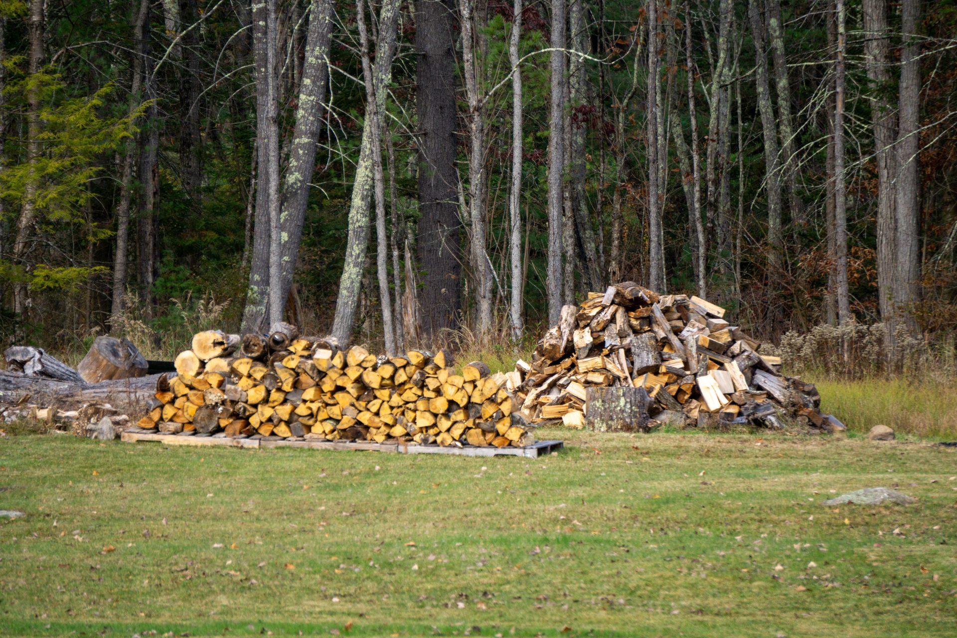 Ordentlich aufgeschichtetes Brennholz und Baumstämme auf einer friedlichen Waldlichtung, die herbstliche Farbenpracht zeigt.