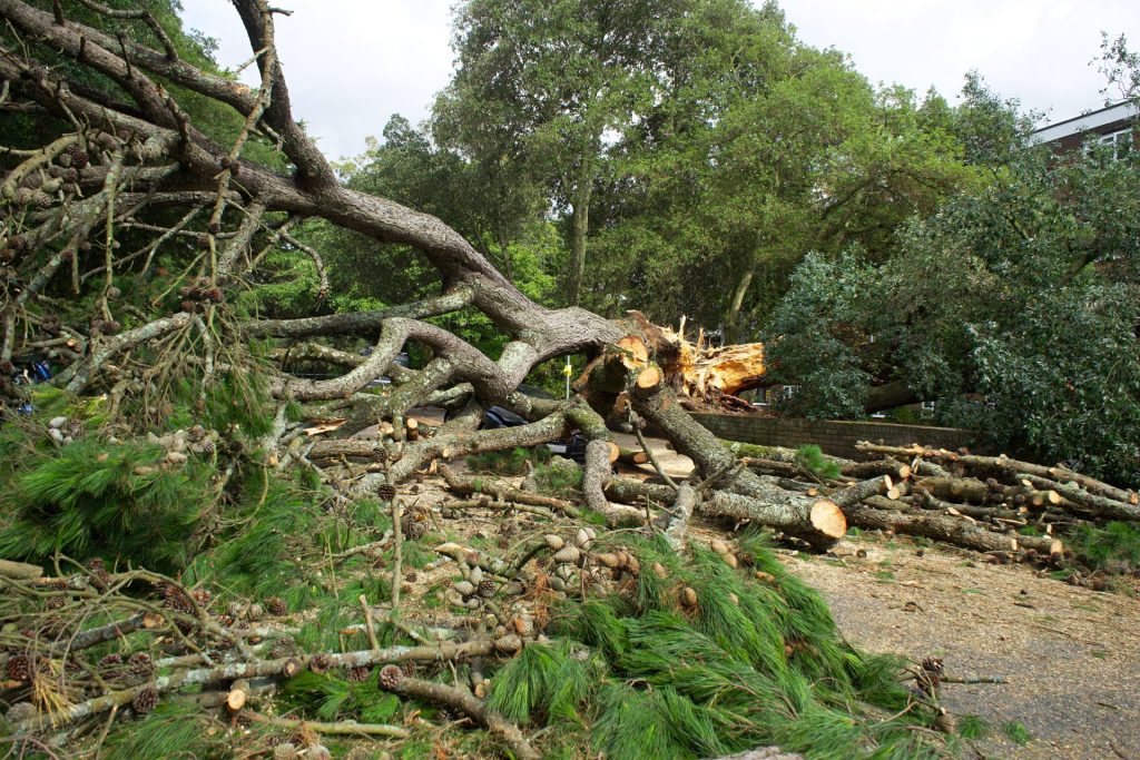 Ein großer umgestürzter Baum, dessen Äste und Baumstämme über einen Parkweg in Großbritannien verstreut liegen.